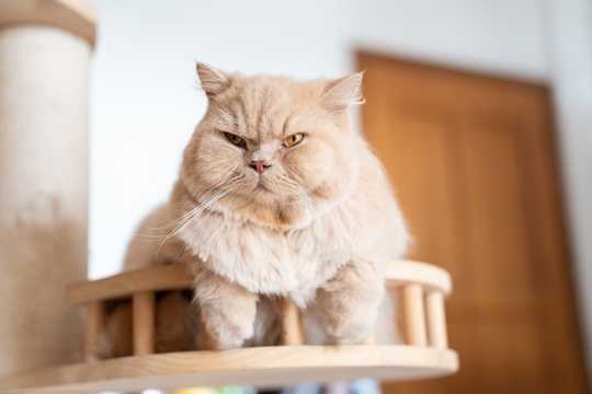 英国长毛猫趴在宠物猫爬架上晒太阳