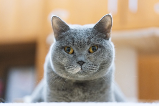 英国长毛猫好奇的看着逗猫棒玩具，准备跳跃