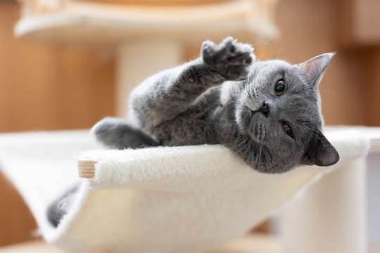 灰色的英国短毛蓝猫，夏天太热躺在地板睡觉