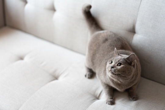 可爱的英国短毛猫躺在白色干净的地板上睡觉