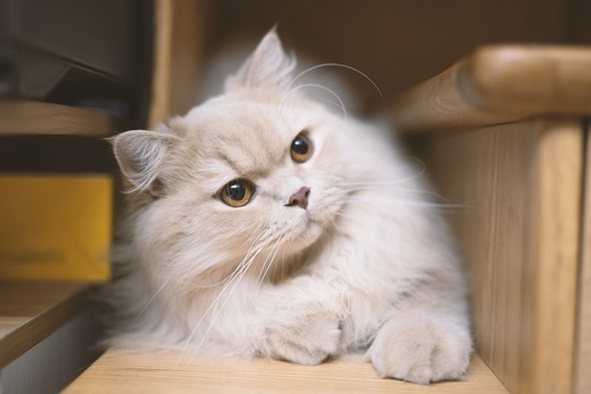 肥胖的英国短毛猫躺在蓝色沙发的靠枕上