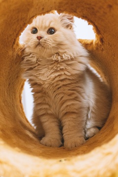 英国长毛宠物猫盯着猫玩具像猎物想占为己有