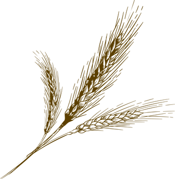手绘麦穗图标 - SVG免抠素材