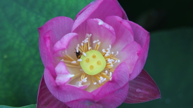 蜜蜂采蜜荷花特写视频