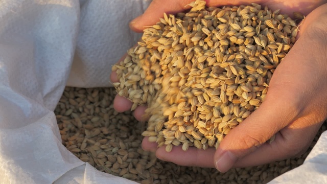 手捧丰收稻谷撒入袋中 高清视频