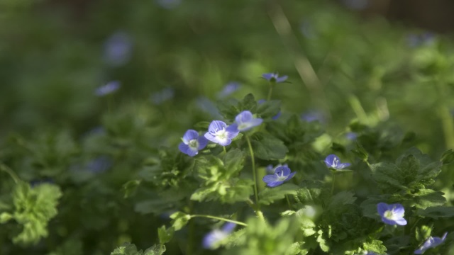 婆婆纳植物 视频