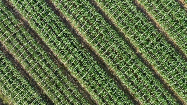 农业合作社大片玉米地 航拍视频