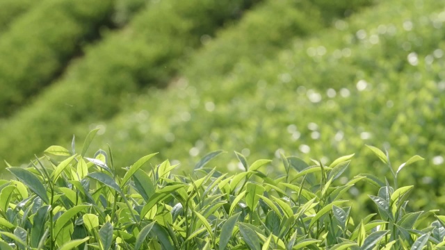 茶园逆光 420/10bit视频