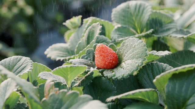 水雾落在草莓上升格特写