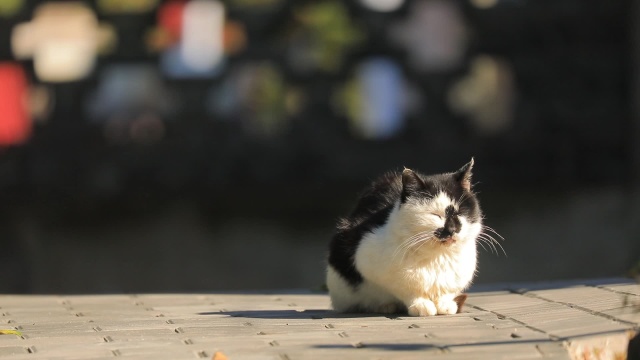 高清视频 猫晒太阳
