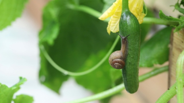 黄瓜和蜗牛 HD高清视频